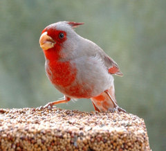 Pyrrhuloxia